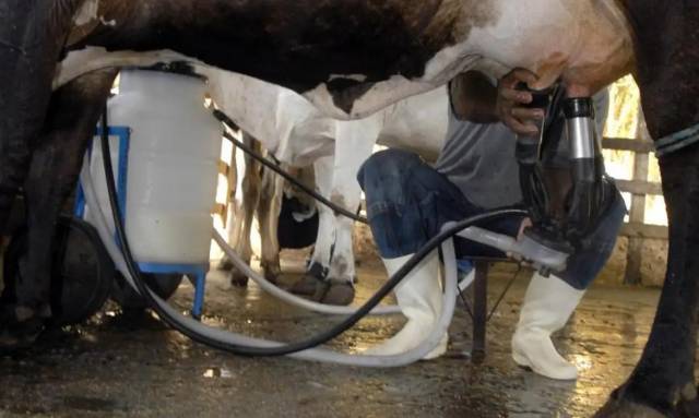 Produção de leite no Brasil bate recorde mesmo com redução de vacas ordenhadas