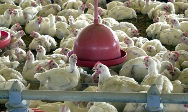 Rio Grande do Sul registra caso de gripe aviária em aves de subsistência em Selbach