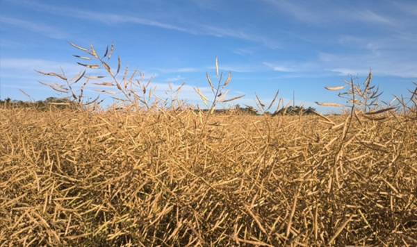 Canola segue sendo colhida  no Rio Grande do Sul