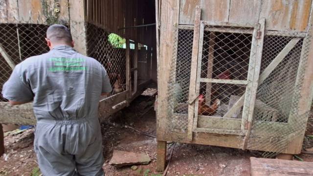 Governo do Estado finaliza vistoria no raio de três quilômetros de propriedade com gripe aviária em Selbach