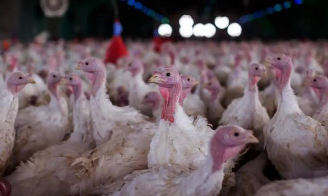 Ministério da Agricultura confirma foco de doença de Newcastle em Santa Catarina