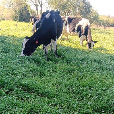 Chuvas acima da média exigem planejamento para alimentação dos rebanhos
