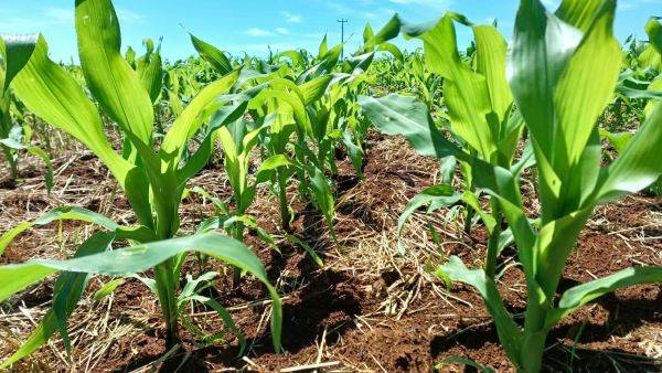 Plantio do milho se aproxima do final no Rio Grande do Sul